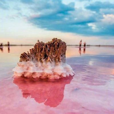 功夫宠物中文版下载